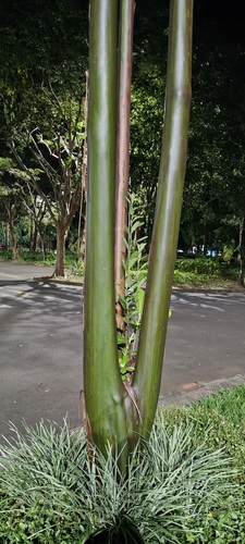 Calycophyllum spruceanum, photograph 3