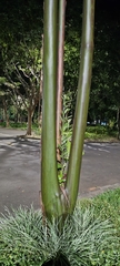 Calycophyllum spruceanum, photograph author not stated, no rights reserved