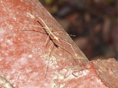 Clitumninae