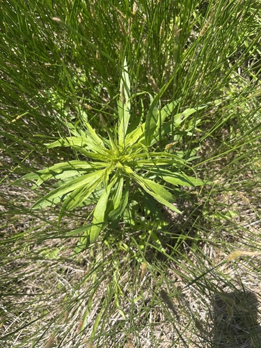 Featured image for “fleabanes and horseweeds”