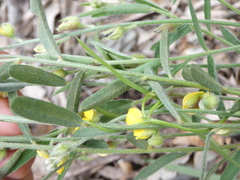 Crotalaria montana