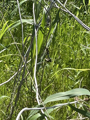 Featured image for “Dragonflies”