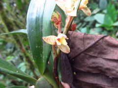 Maxillaria pardalina