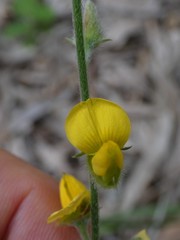 Crotalaria montana