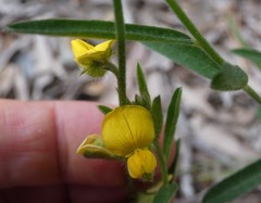 Crotalaria montana