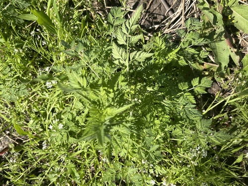 Featured image for “carrots”