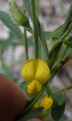 Crotalaria montana