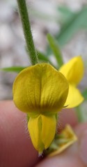 Crotalaria montana