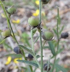 Crotalaria montana