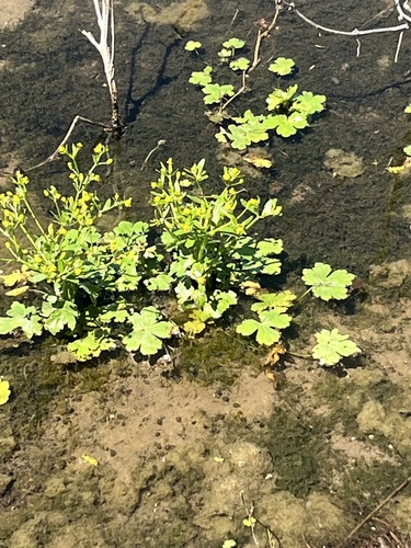 Featured image for “cursed crowfoot”