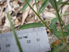 Crotalaria montana