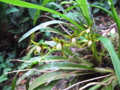 Brassia