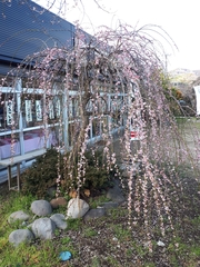 Prunus