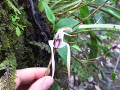 Maxillaria ecuadorensis