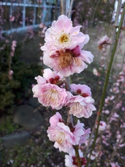 Prunus