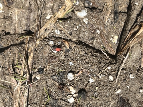 Featured image for “Red-shouldered Bug”