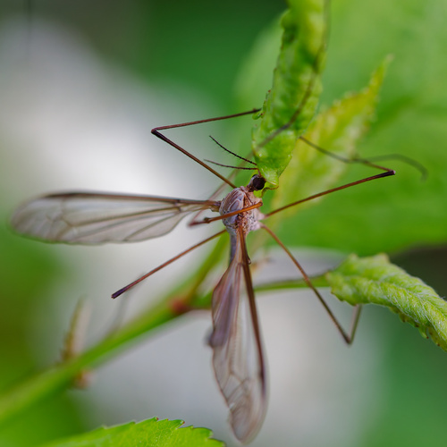 Marsh Crane Fly