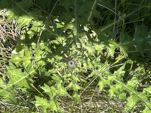 Featured image for “Texas Thistle”