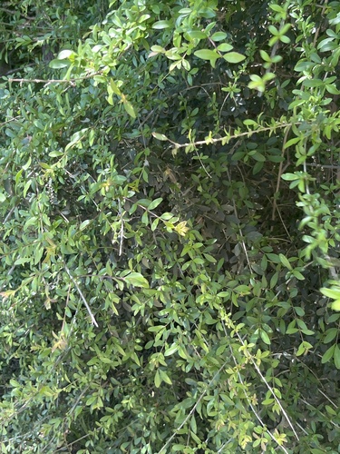 Featured image for “Quihoui privet”