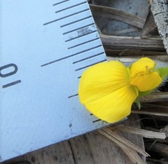 Crotalaria montana