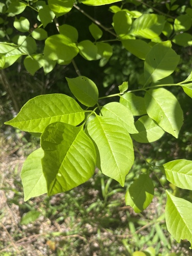 Featured image for “ashes”