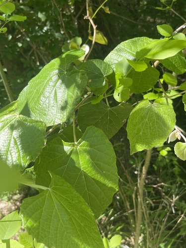 Featured image for “mustang grape”
