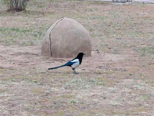 Oriental Magpie