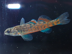Watercress Darter photo 2