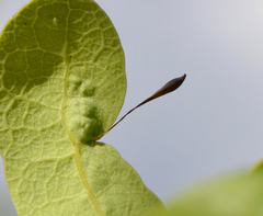 Andricus pedicellatus