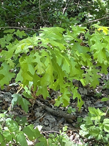 Featured image for “oaks”