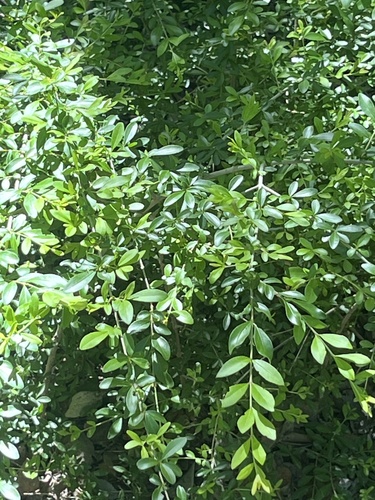 Featured image for “privets”