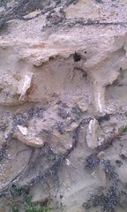 Mammuthus exilis