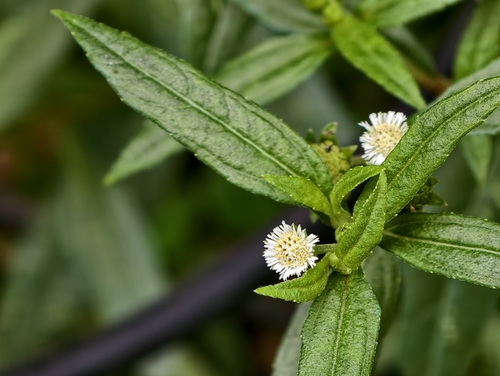 Eclipta prostrata