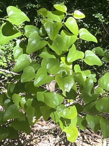 Featured image for “saw greenbrier”