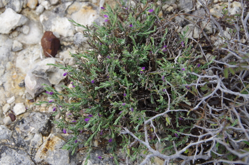 Image of Hebecarpa macradenia by (c) Eric Knight, some rights reserved (CC BY)