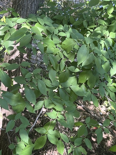 Featured image for “elms”