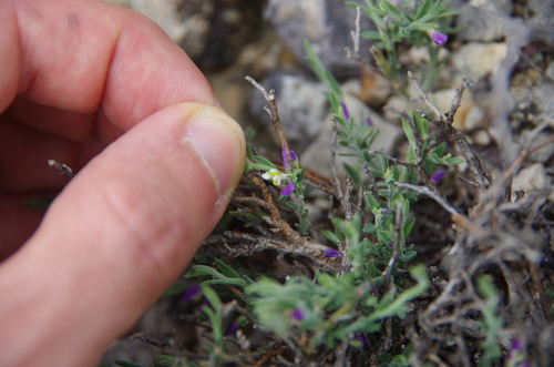 Image of Hebecarpa macradenia by (c) Eric Knight, some rights reserved (CC BY)