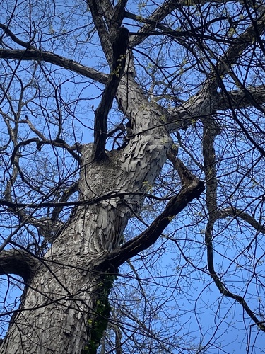 Shagbark hickory (Carya ovata)