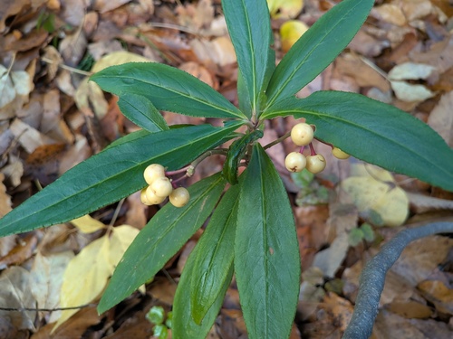 Ardisia crispa, photograph 4