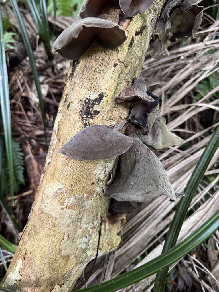 Auricularia cornea · April 2026 · photo: © iandickie (iNaturalist, cc-by)