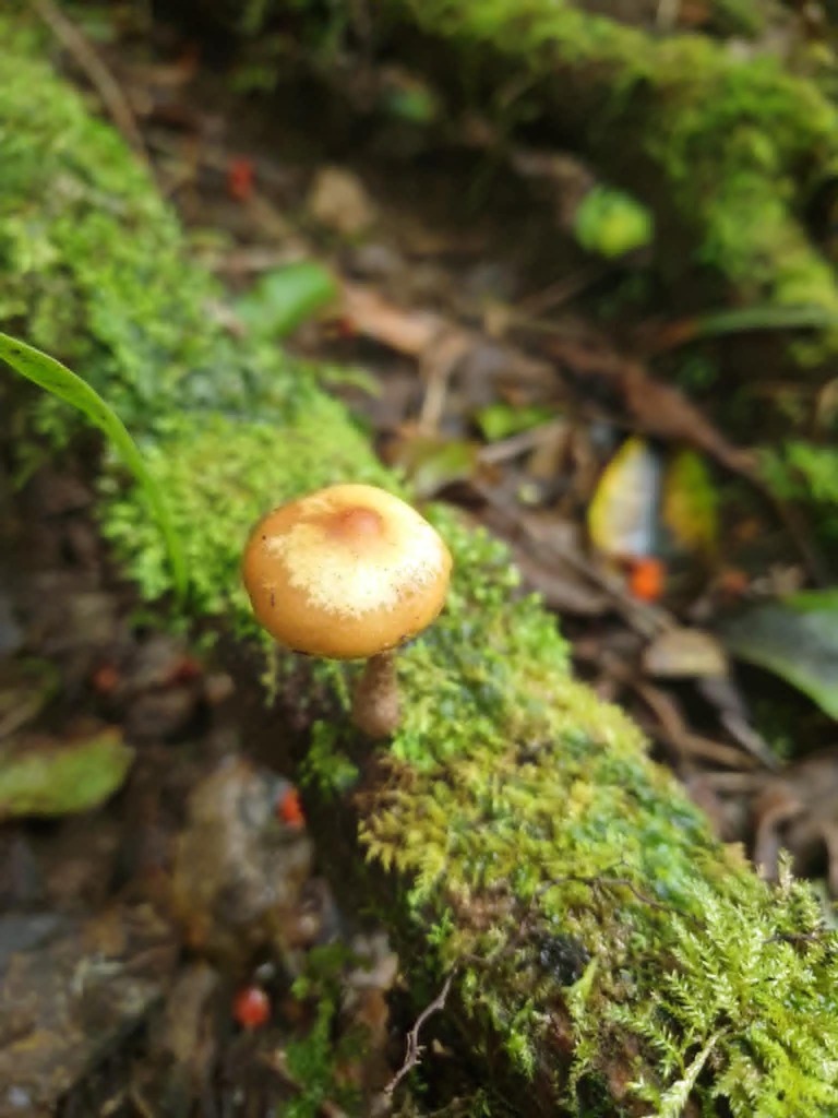 Galerina patagonica · April 2026 · photo: © samlasham (iNaturalist, cc0)