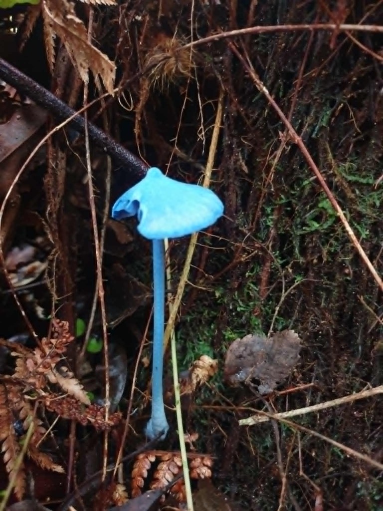 Entoloma hochstetteri · April 2026 · photo: © samlasham (iNaturalist, cc0)