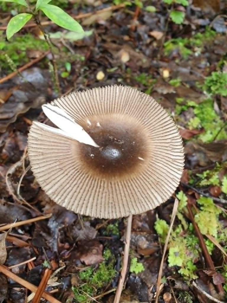 Amanita pekeoides · April 2026 · photo: © samlasham (iNaturalist, cc0)