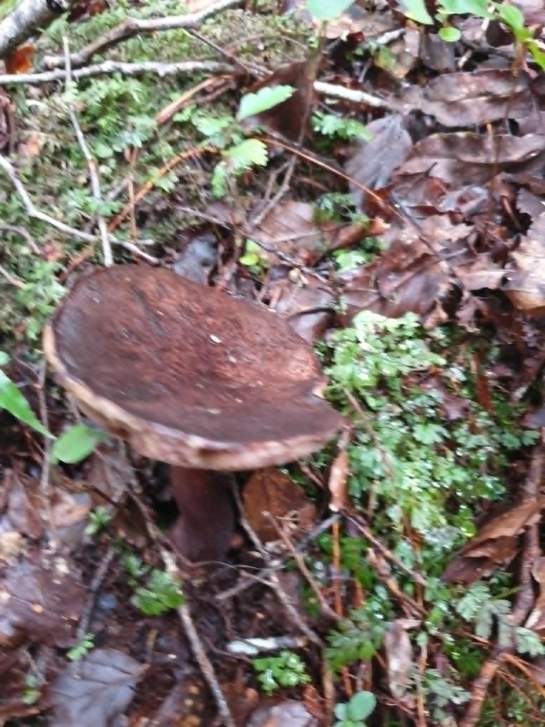 Tylopilus formosus · April 2026 · photo: © samlasham (iNaturalist, cc0)