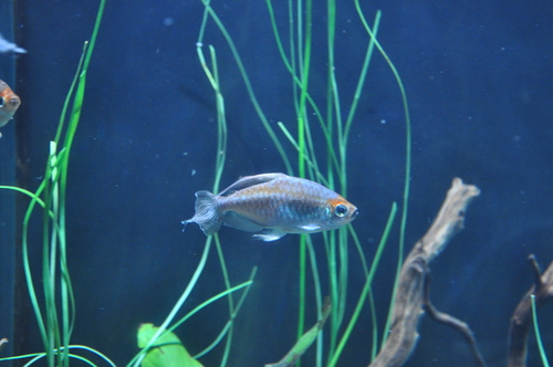 Congo Tetra