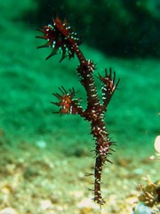 Solenostomus paradoxus