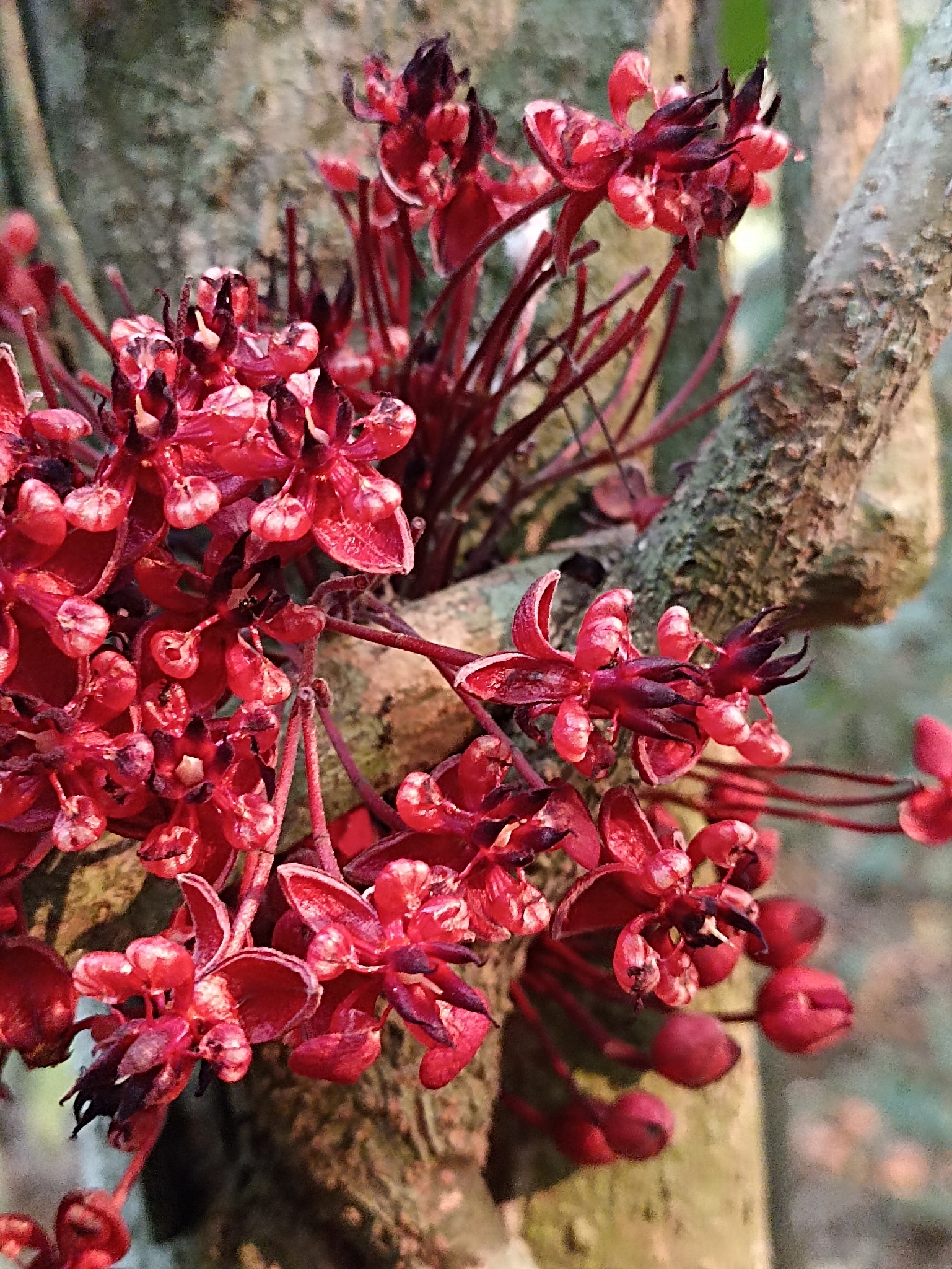 Theobroma speciosum