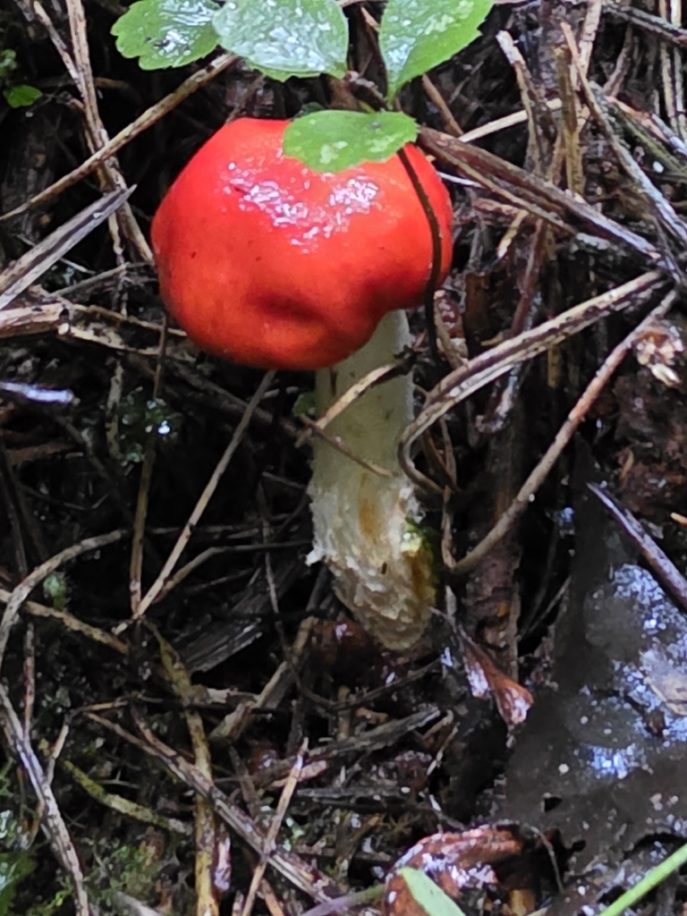 Leratiomyces erythrocephalus · April 2026 · photo: © nicnation (iNaturalist, cc-by)