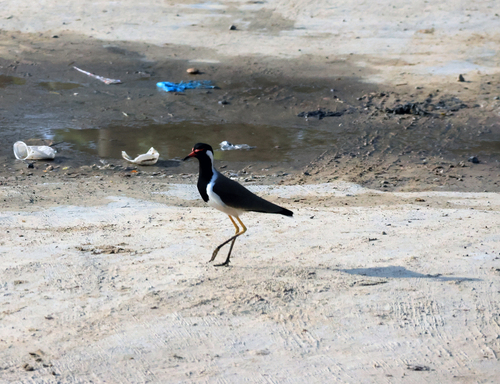 Red-wattled Lapwing