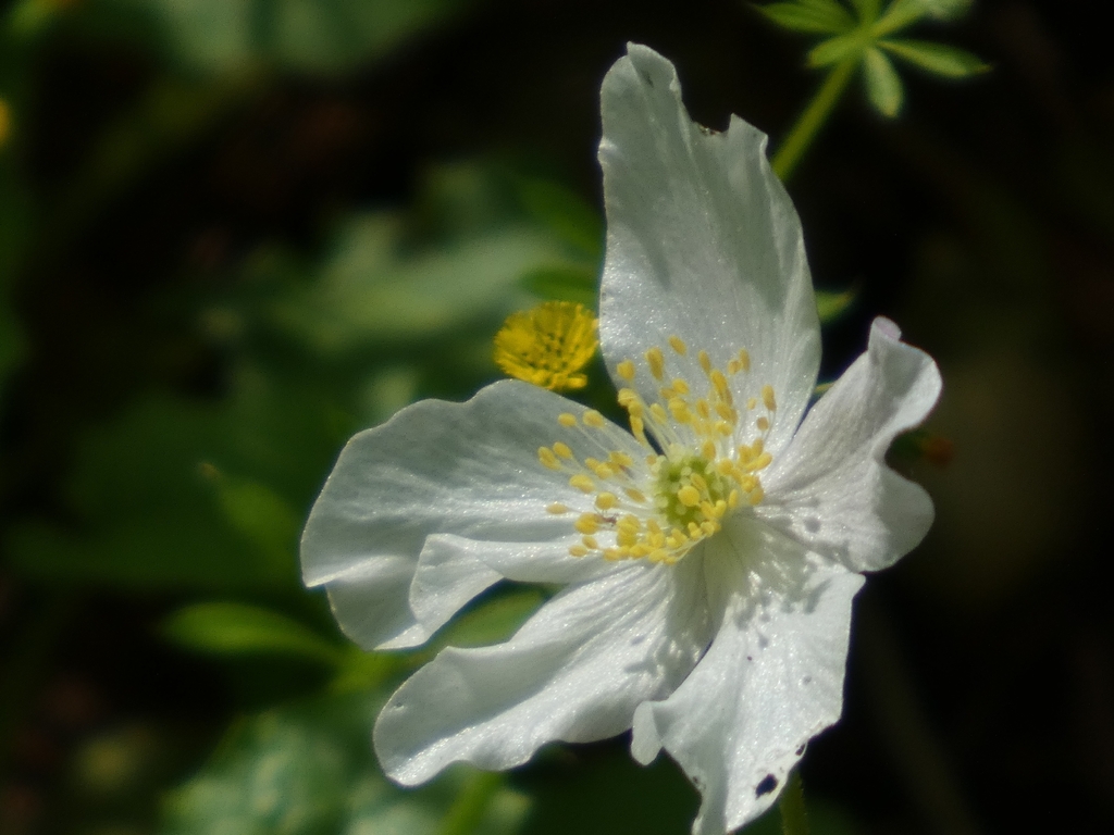 Anemone một hoa – Anemone nikoensis